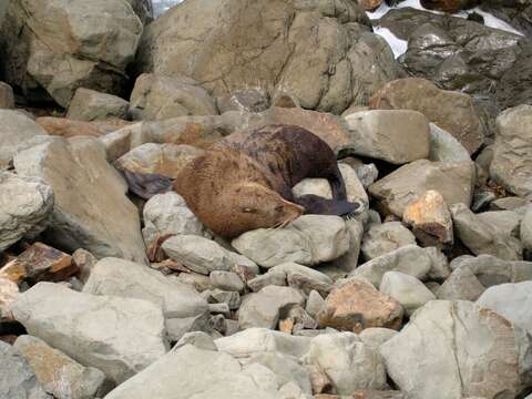 Image of Antipodean Fur Seal