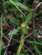 Portulaca umbraticola Kunth resmi