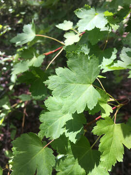 Image of Rocky Mountain maple