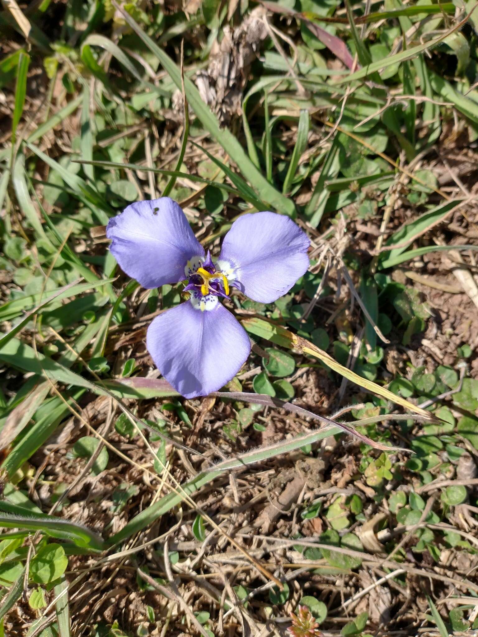 Herbertia darwinii Roitman & J. A. Castillo的圖片