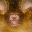 Image of Ashy Leaf-nosed Bat