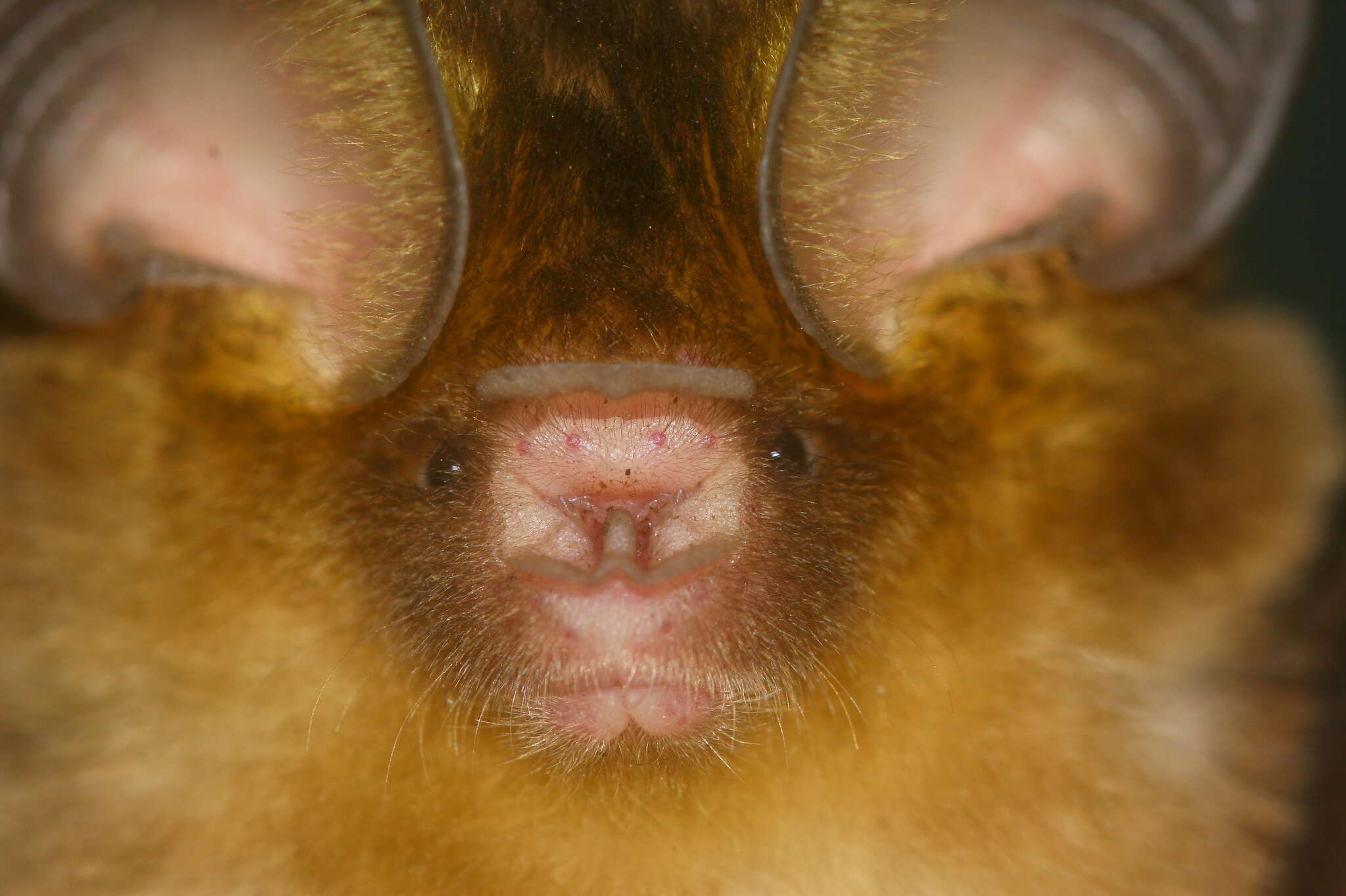 Image of Ashy Leaf-nosed Bat