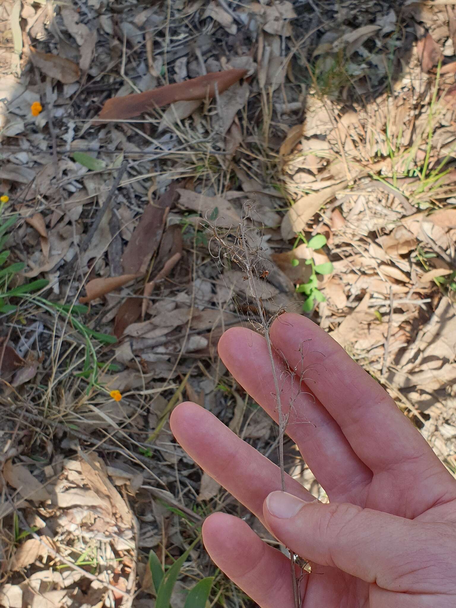 Image of Dianella longifolia R. Br.