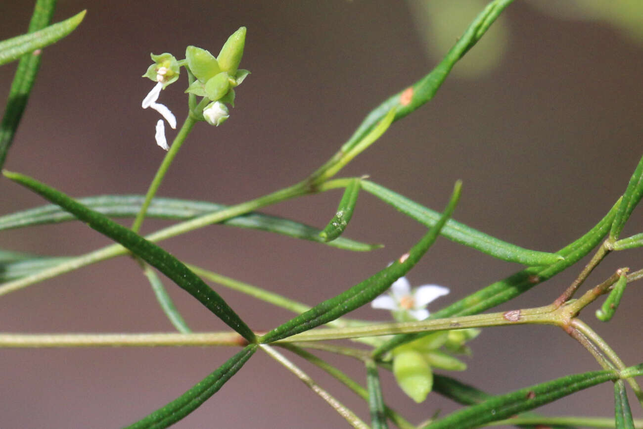 Image of Zieria laxiflora (Benth.) Domin