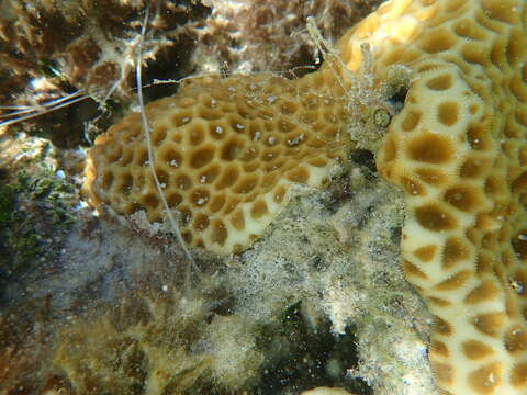 Image of larger star coral