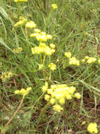 Image of common lomatium