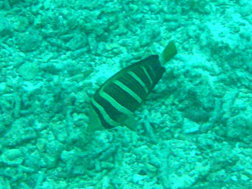 Слика од Zebrasoma veliferum (Bloch 1795)