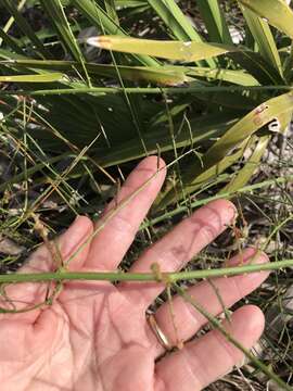 Image of Florida mimosa