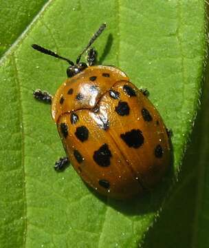 Image of Argus Tortoise Beetle