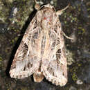 Spodoptera littoralis Boisduval 1833 resmi