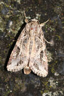 Image of Spodoptera littoralis Boisduval 1833