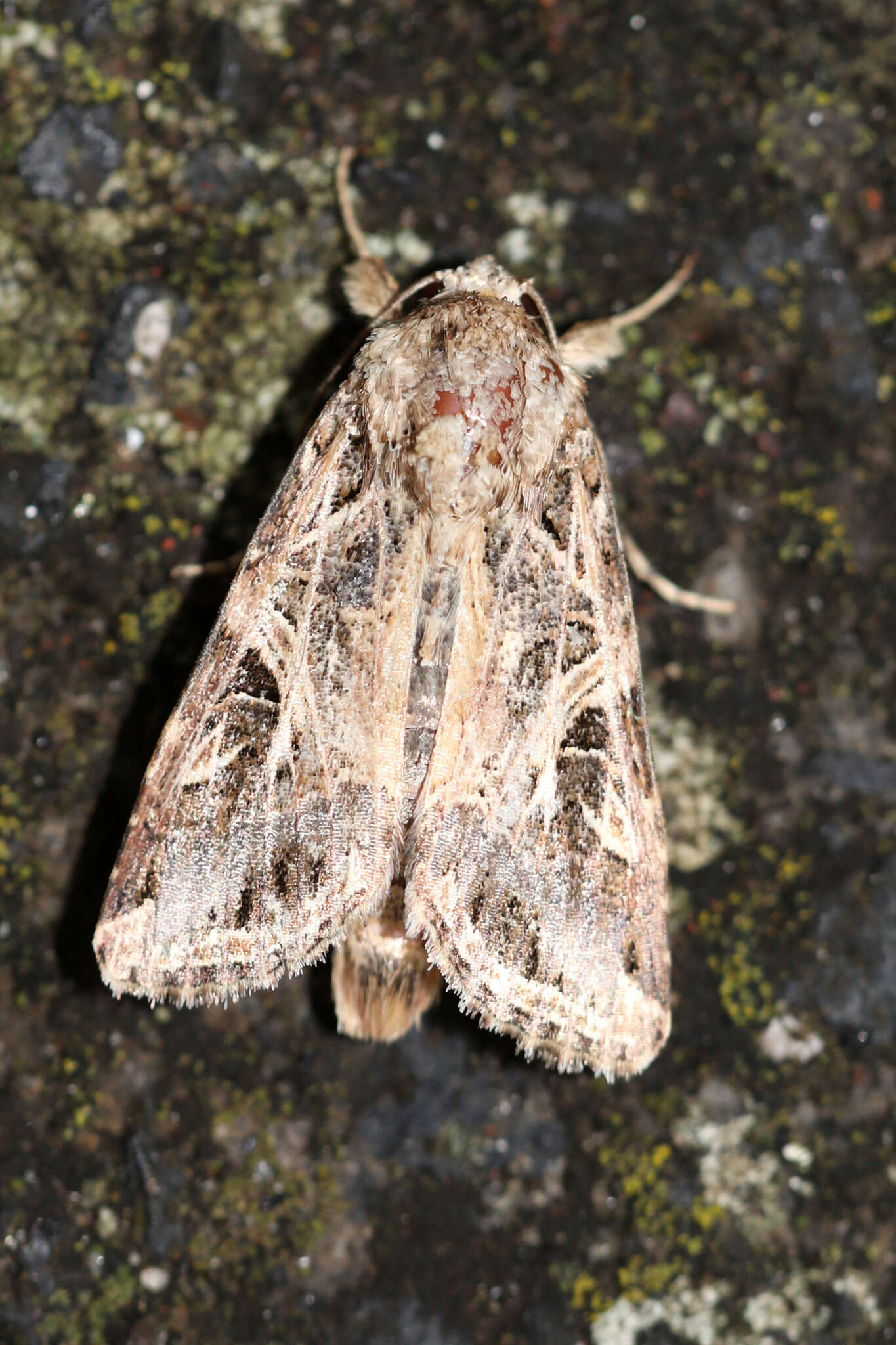 Imagem de Spodoptera littoralis Boisduval 1833