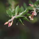 Image de Leptecophylla juniperina subsp. oxycedrus (Labill.) C. M. Weiller