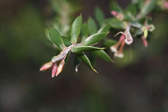 Слика од Leptecophylla juniperina subsp. oxycedrus (Labill.) C. M. Weiller