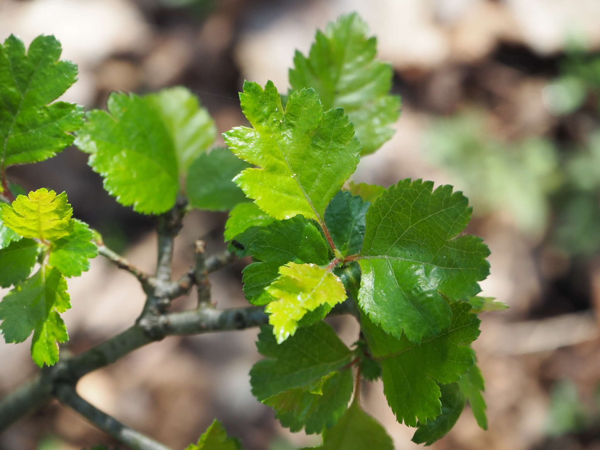 Слика од Crataegus rhipidophylla Gand.