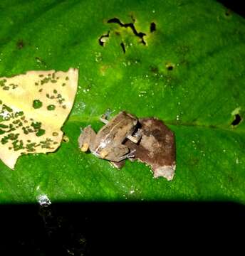 Image of Caretta Robber Frog