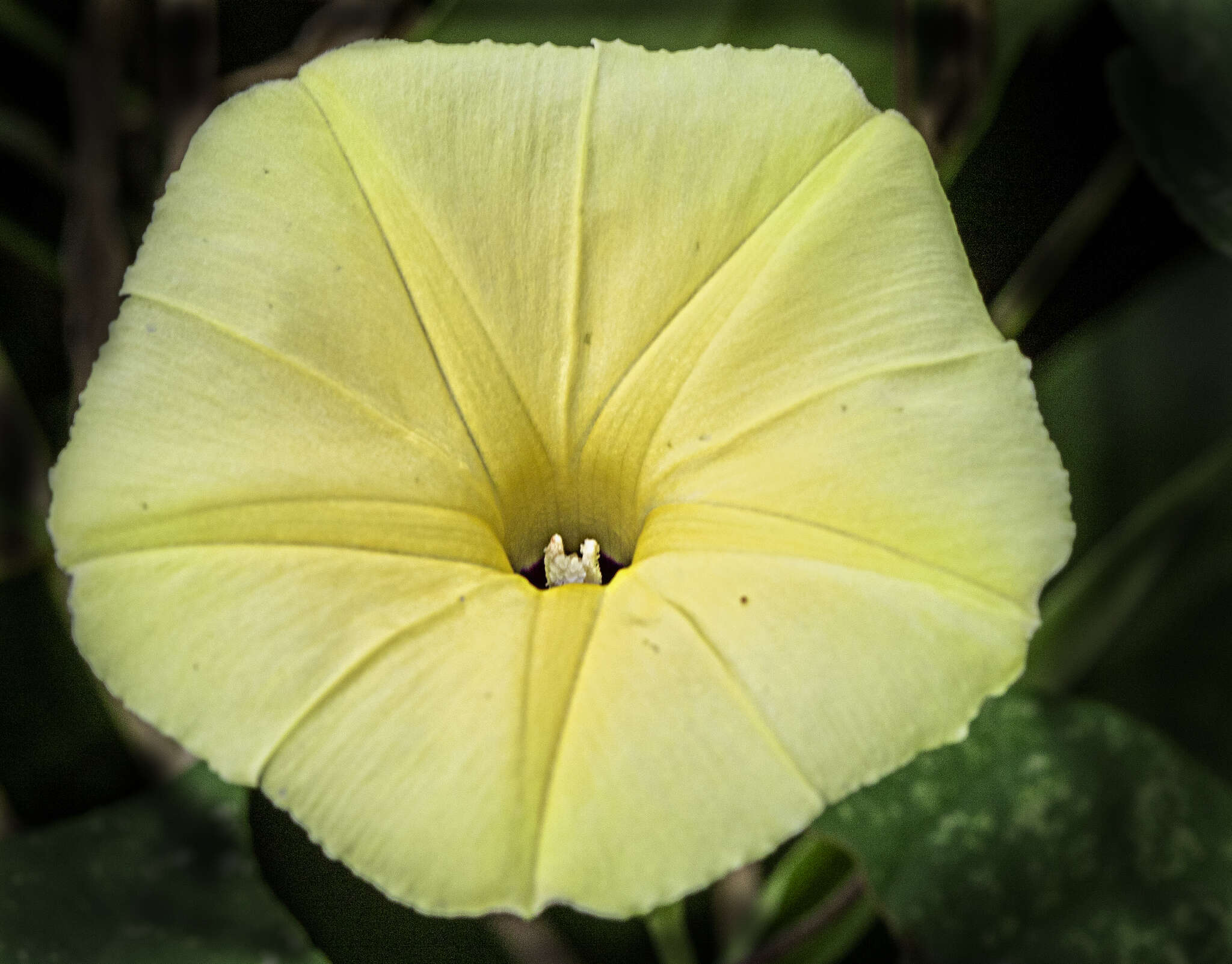 صورة Ipomoea ochracea (Lindl.) G. Don