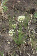 Image of Allium flavescens Besser