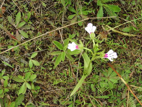 Imagem de Cynorkis speciosa Ridl.