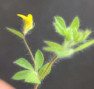 Слика од Lotus subbiflorus Lag.