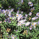 Image of willowleaf aster
