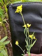 Plancia ëd Brassica rapa subsp. campestris (Linnaeus 1753) Linnaeus 1786