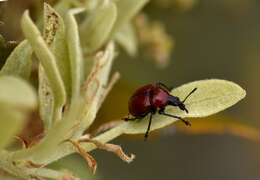 Image of Oak Leaf-roller