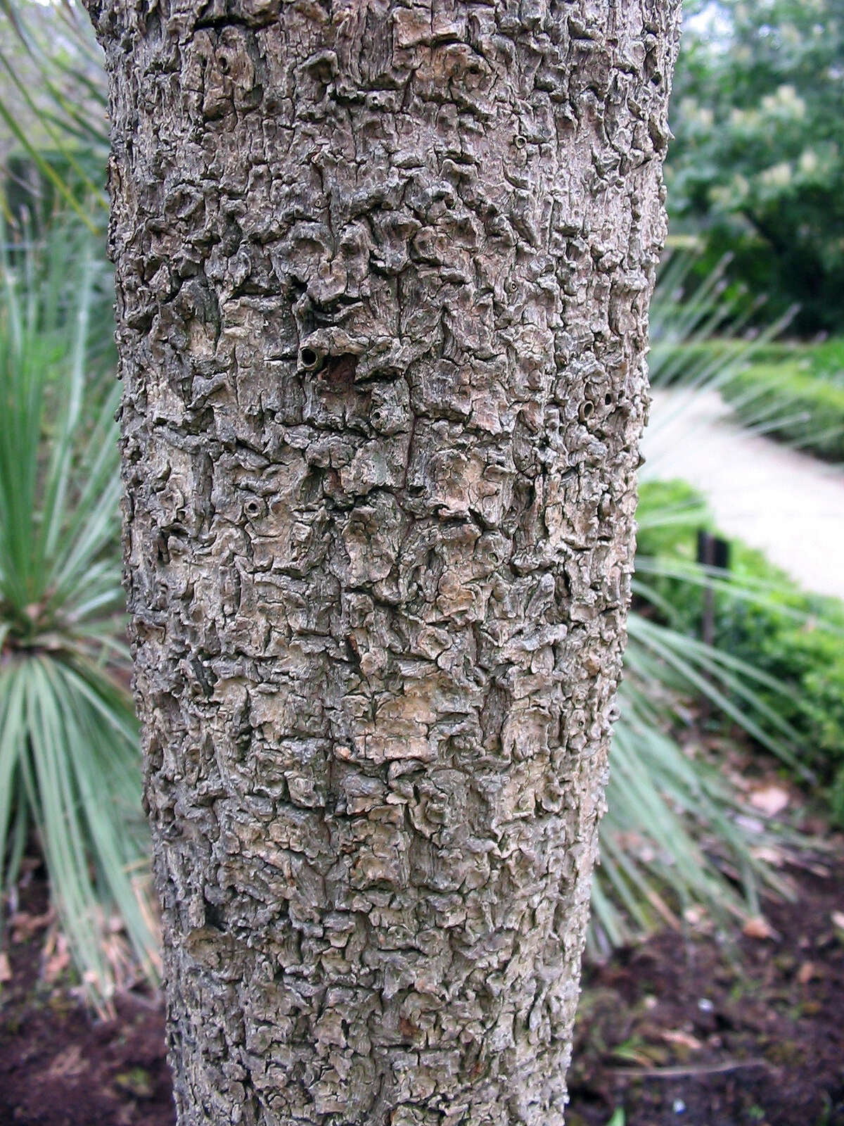 Image of cabbage tree