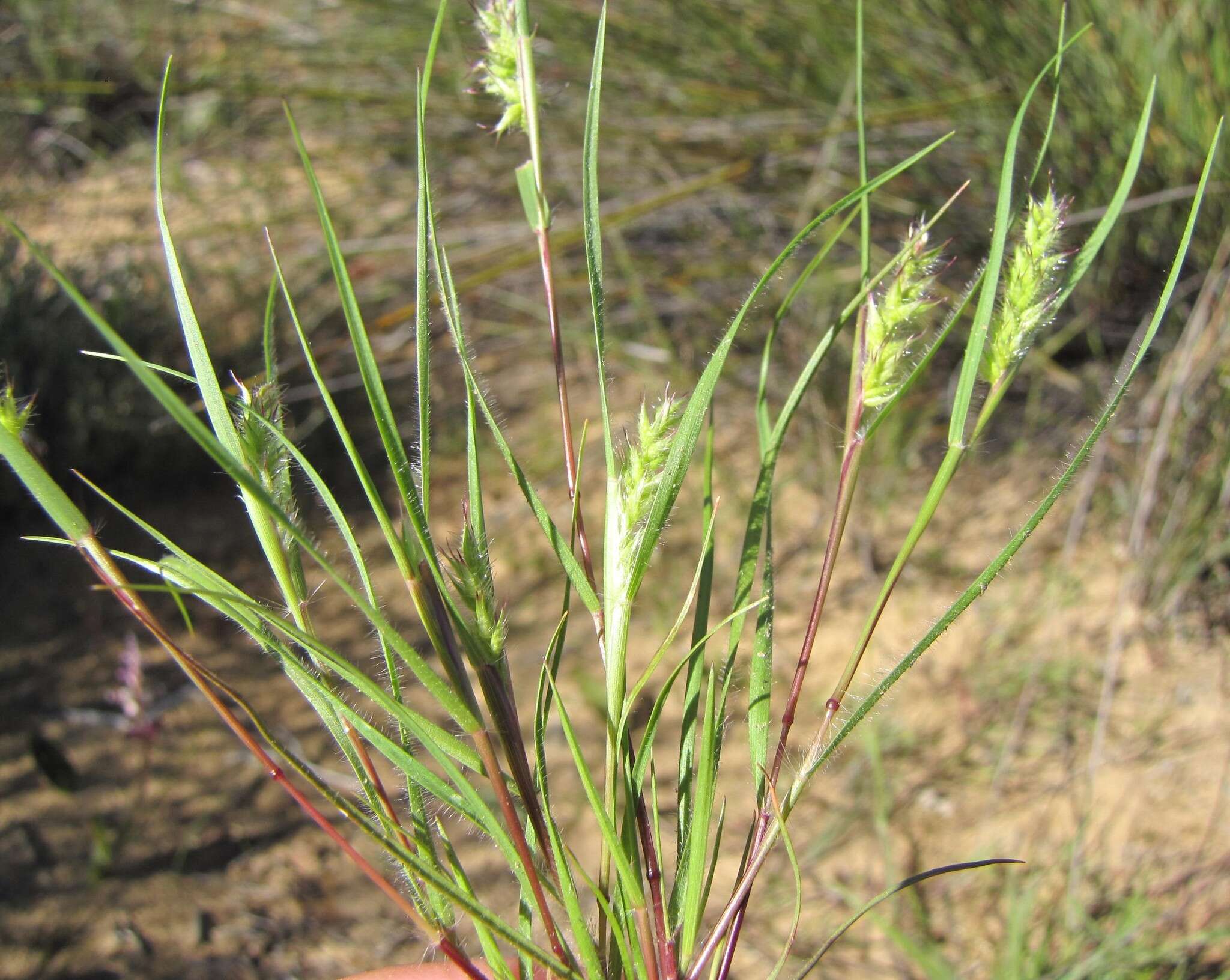 Слика од Tribolium echinatum (Thunb.) Renvoize