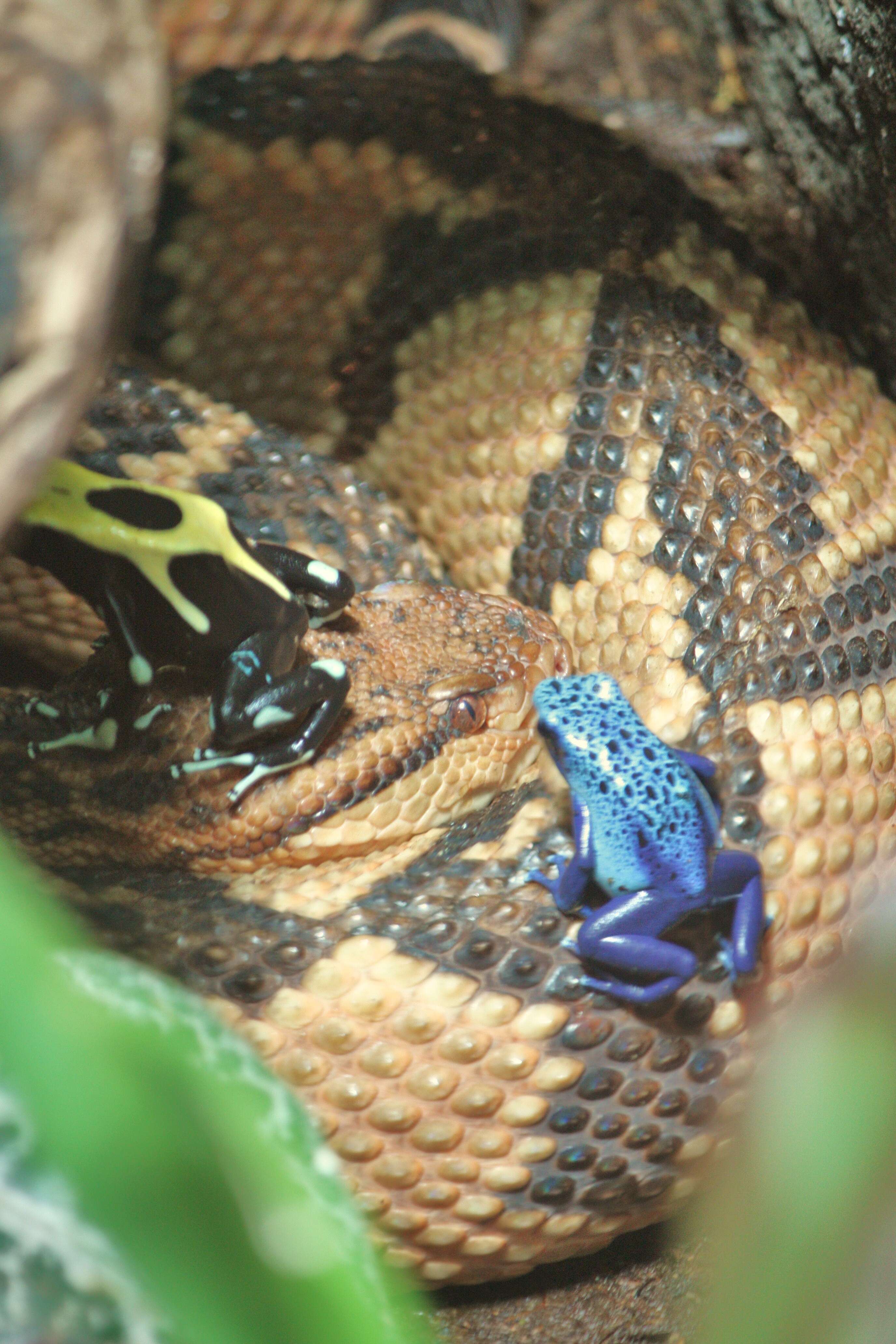 Image of Atlantic Forest bushmaster