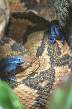 Image of Atlantic Forest bushmaster