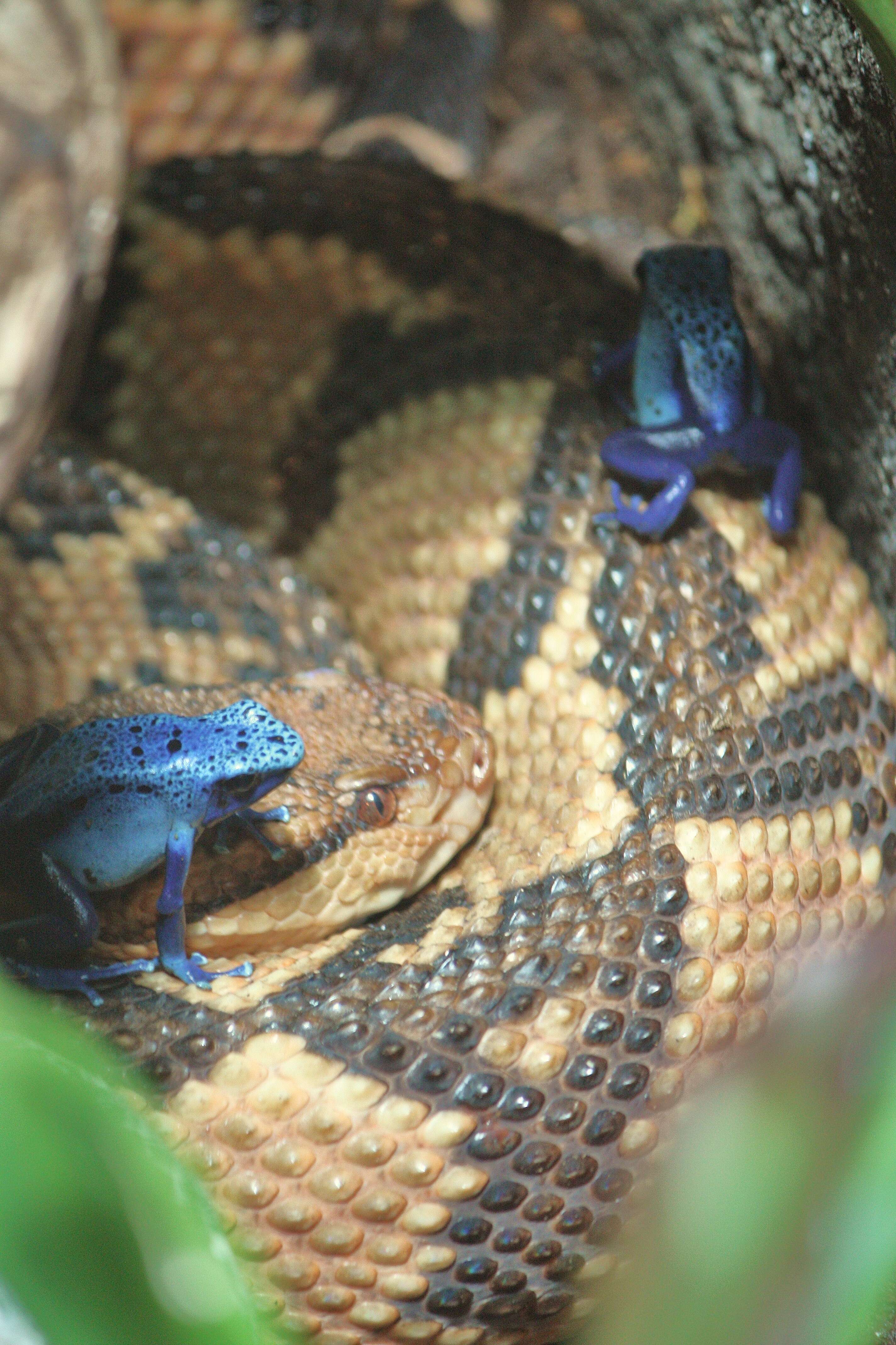 Image of Atlantic Forest bushmaster