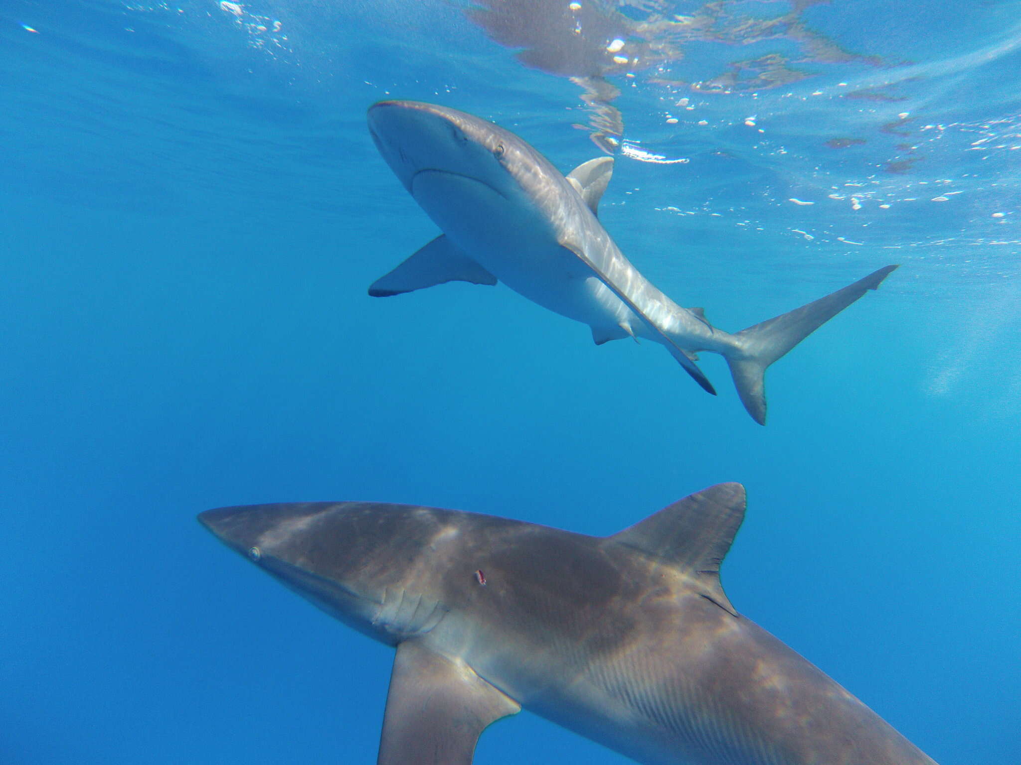 Image of Silky Shark