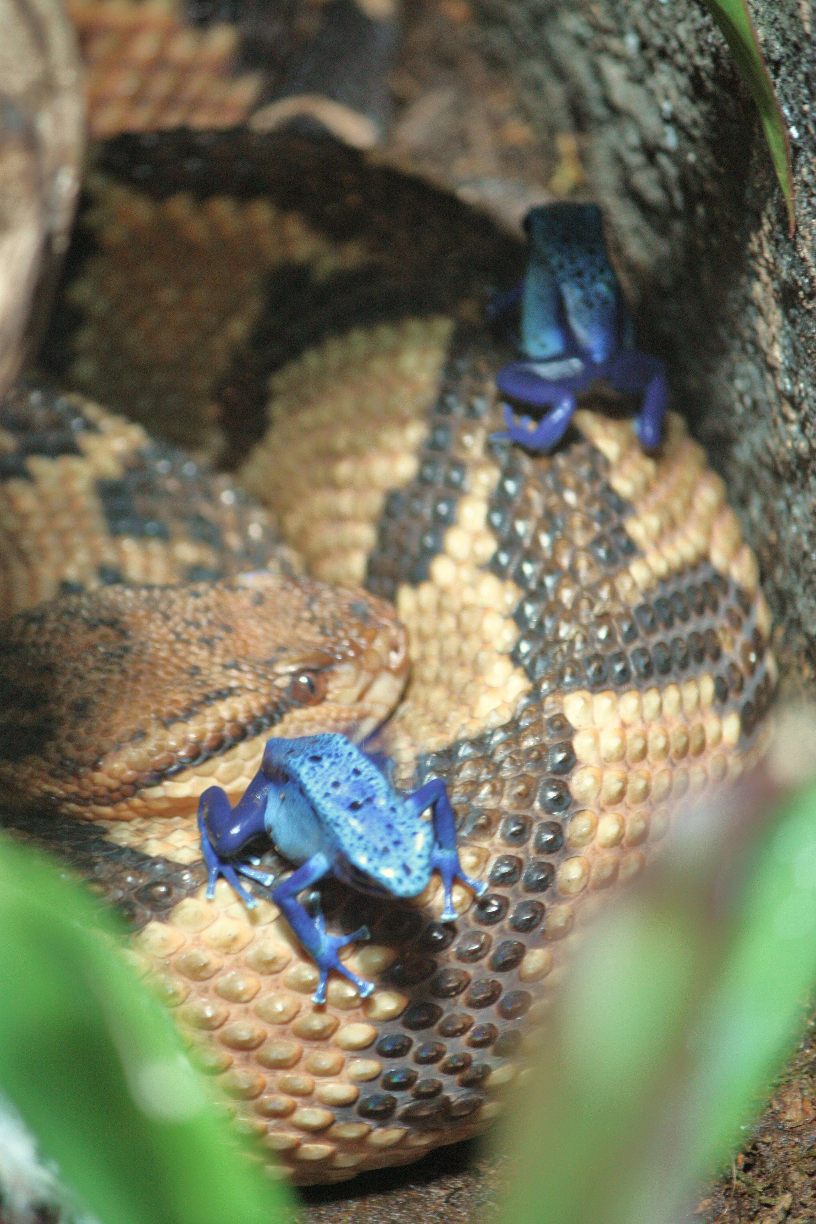 Image of Atlantic Forest bushmaster