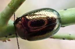 Image of Klamath Weed Beetle