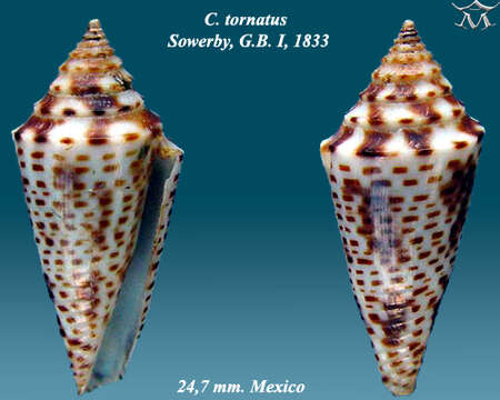 Image de Conasprella tornata (G. B. Sowerby I 1833)