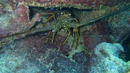 Image of Caribbean Spiny Lobster
