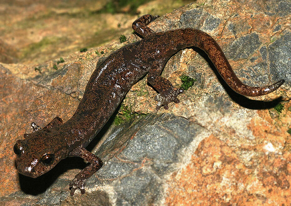 Image of Samwel Shasta Salamander