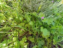 Image of Erodium chium (Burm. fil.) Willd.