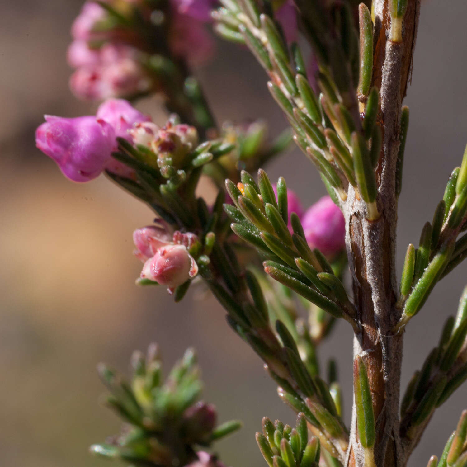 Image of Erica selaginifolia Salisb.