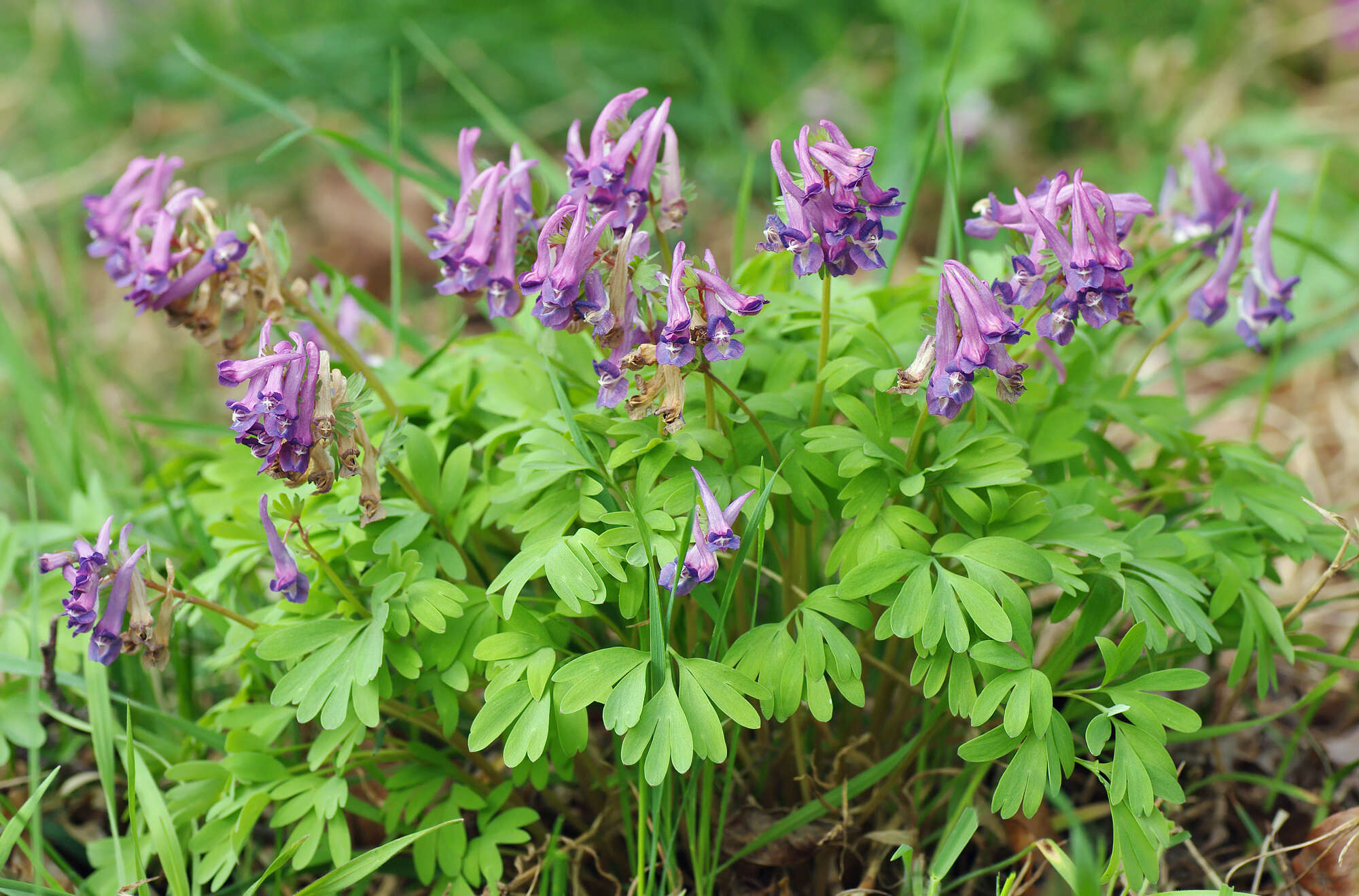 Plancia ëd Corydalis solida (L.) Clairv.