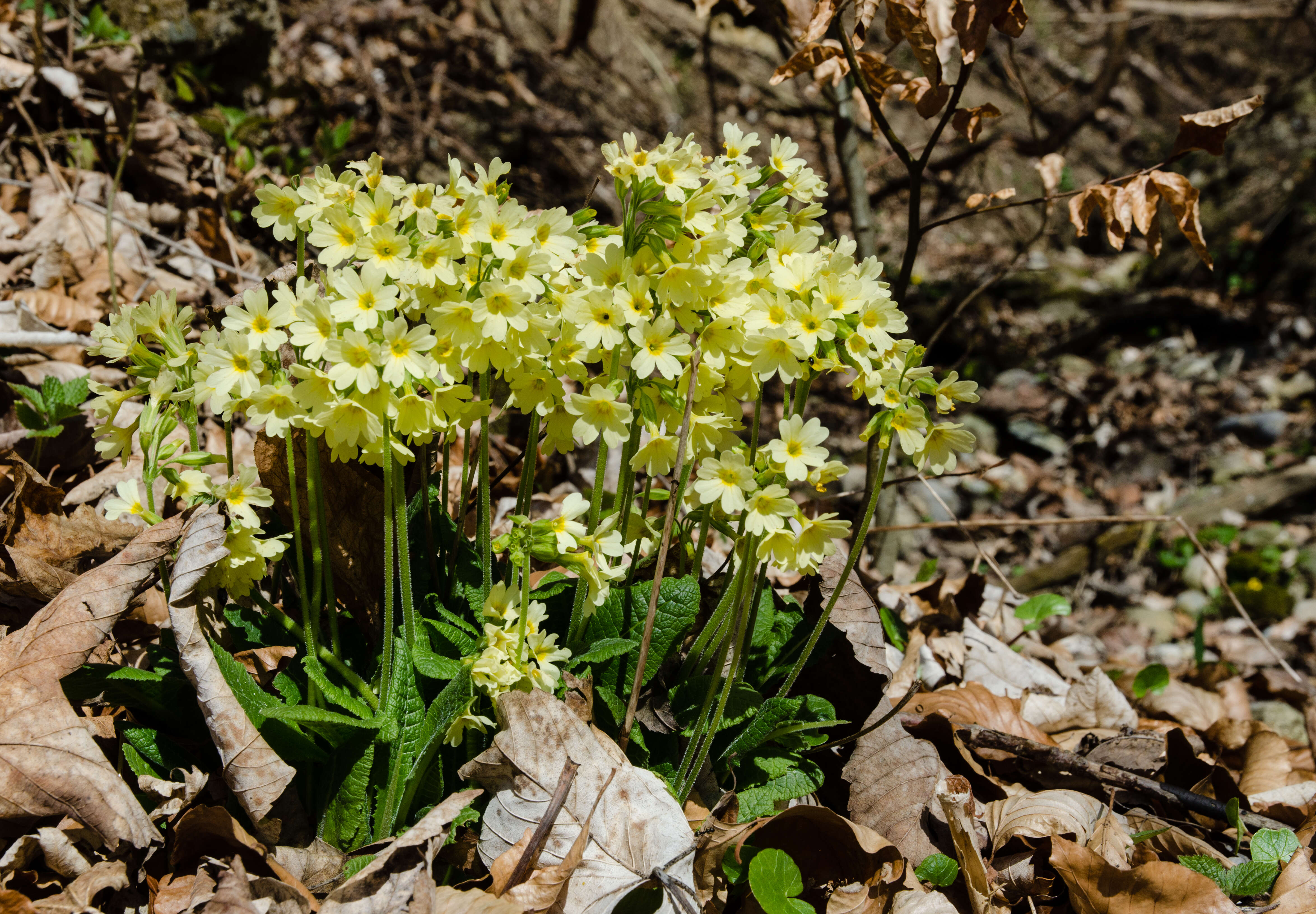 Image of oxlip