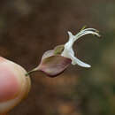 Imagem de Clerodendrum fortunatum L.