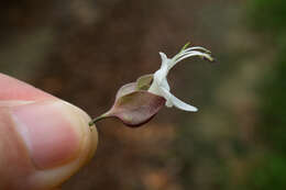 Imagem de Clerodendrum fortunatum L.