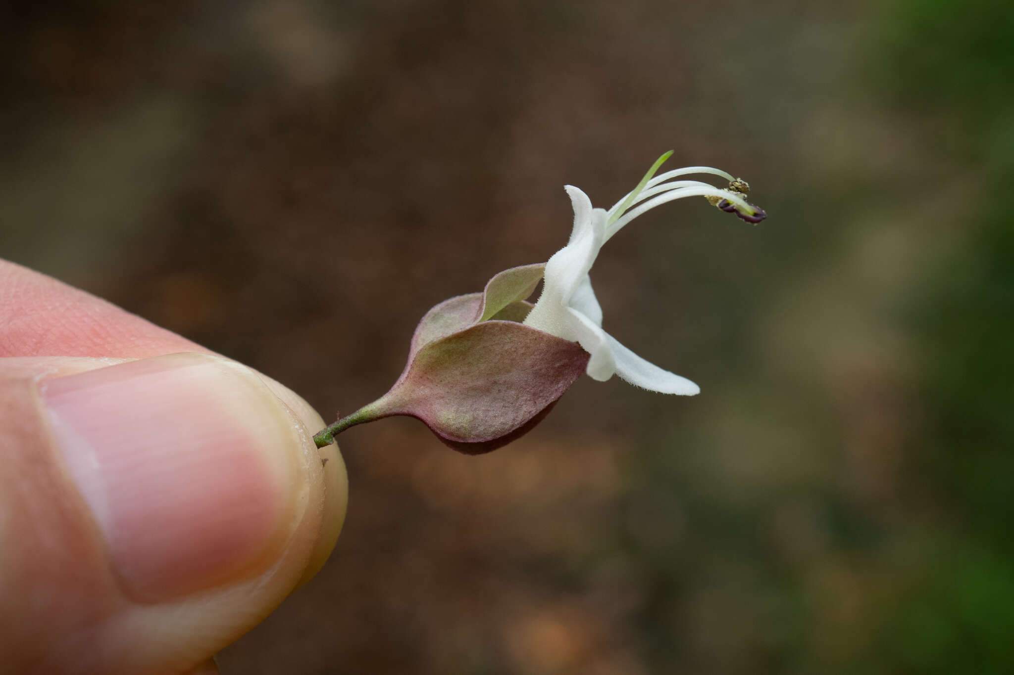 Image of Clerodendrum fortunatum L.