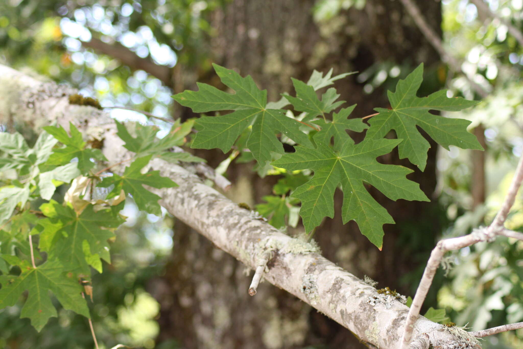 Image of bigleaf maple