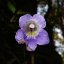 Sivun <i>Primulina annamensis</i> kuva
