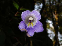 Image of <i>Primulina annamensis</i>
