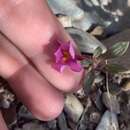 Image of annual redspot monkeyflower