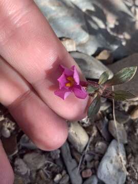 Image of annual redspot monkeyflower